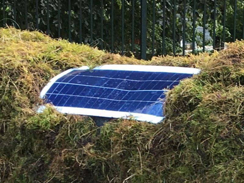Close-up of solar panel on cow's back
