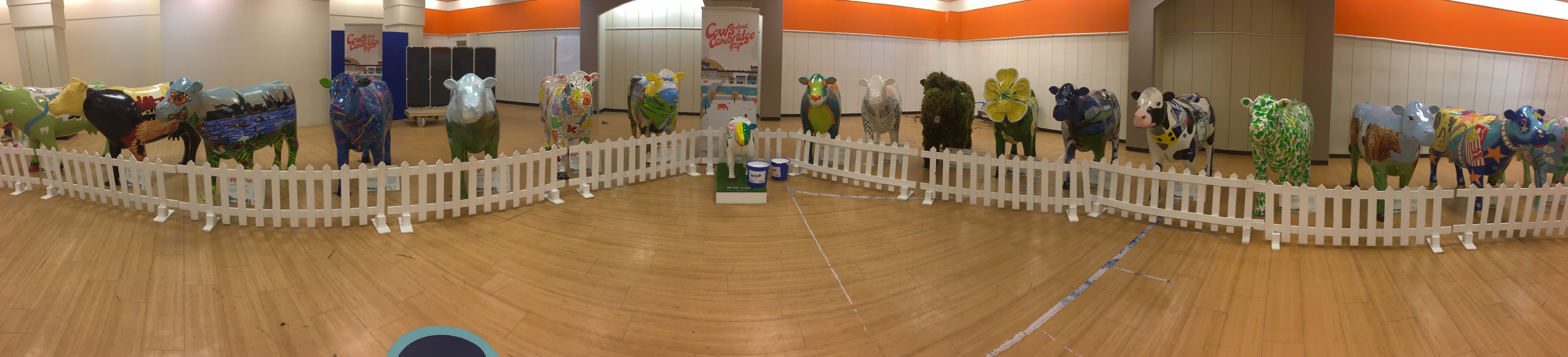 Panoramic view of 18 cows on display in the Grafton Centre